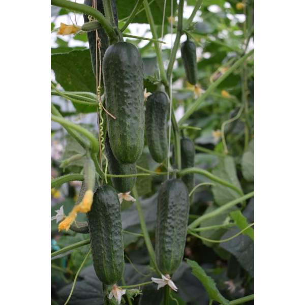 Castraveti cornichon Resital RZ F1