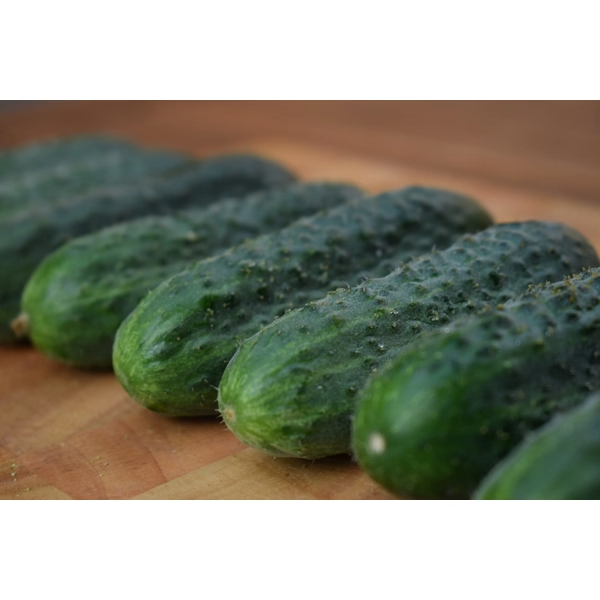Castraveti cornichon Resital RZ F1 Castraveti cornichon Resital RZ F1