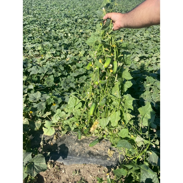 Castraveti cornichon Resital RZ F1 Castraveti cornichon Resital RZ F1