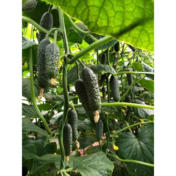Castraveti cornichon Romara RZ F1