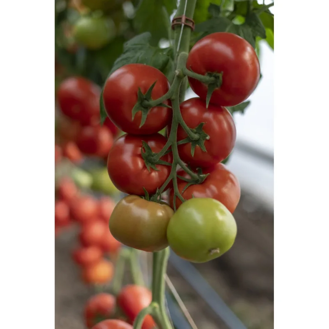 Seminte profesionale de legume Wasmiya RZ F1
