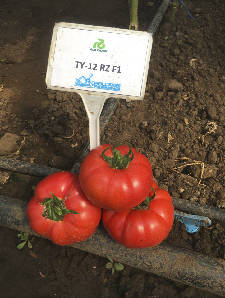 Tomate TY-12 RZ F1