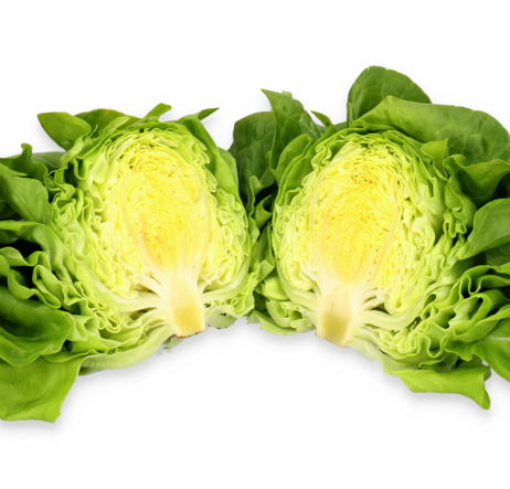Salata Nicolina RZ