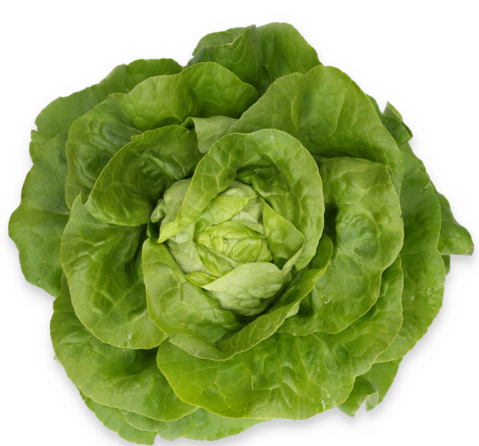 Salata Nicolina RZ