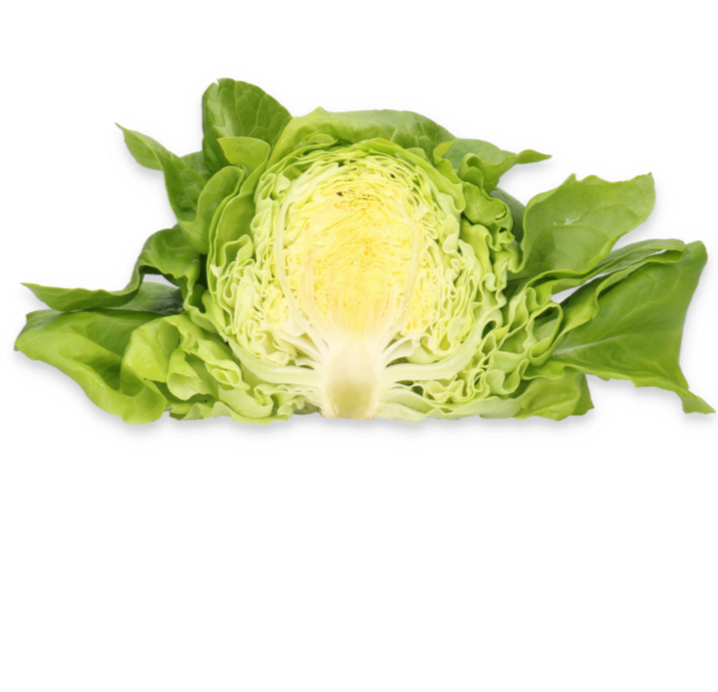Salata Nicolina RZ